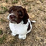 puppy, dog, brown, white, fur, grass, outdoor, cute, pet, animal, young, sitting, looking_up, adorable, fluffy, nature, small, companion, curious, playful
