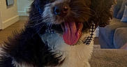 Rex is registered to the contest to win money with this photo: dog, puppy, tongue_out, bow_tie, fluffy, sitting, indoor, couch, living_room, carpet, happy, pet, cute, fur, animal, domestic_animal, face, whiskers, ears, nose