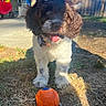 Rex is registered to the contest to win money with this photo: puppy, dog, bow_tie, toy_ball, grass, outdoor, sunlight, playful, cute, pet, fence, toy_car, yard, happy, brown_and_white, curly_fur, portrait, close_up, animal, domestic_animal