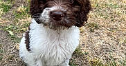 Rex joined the competition — help win amazing prizes! adorable, animal, brown, cute, dog, ears, eyes, fence, fur, grass, nature, nose, outdoor, pet, puppy, sitting, small, white, yard, young