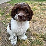 Rex joined the competition — help win amazing prizes! puppy, dog, brown, white, fur, grass, outdoor, pet, cute, animal, young, sitting, small, ears, nose, eyes, yard, fence, nature, adorable