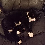 Pirate participe au concours pour gagner de l'argent avec cette photo : animal, black_leather_couch, cat, comfortable, cozy, cute, domestic, feline, fur, home, indoor, leisure, pet, quiet, relaxation, resting, sleeping, tuxedo_cat, white_chest, white_paws