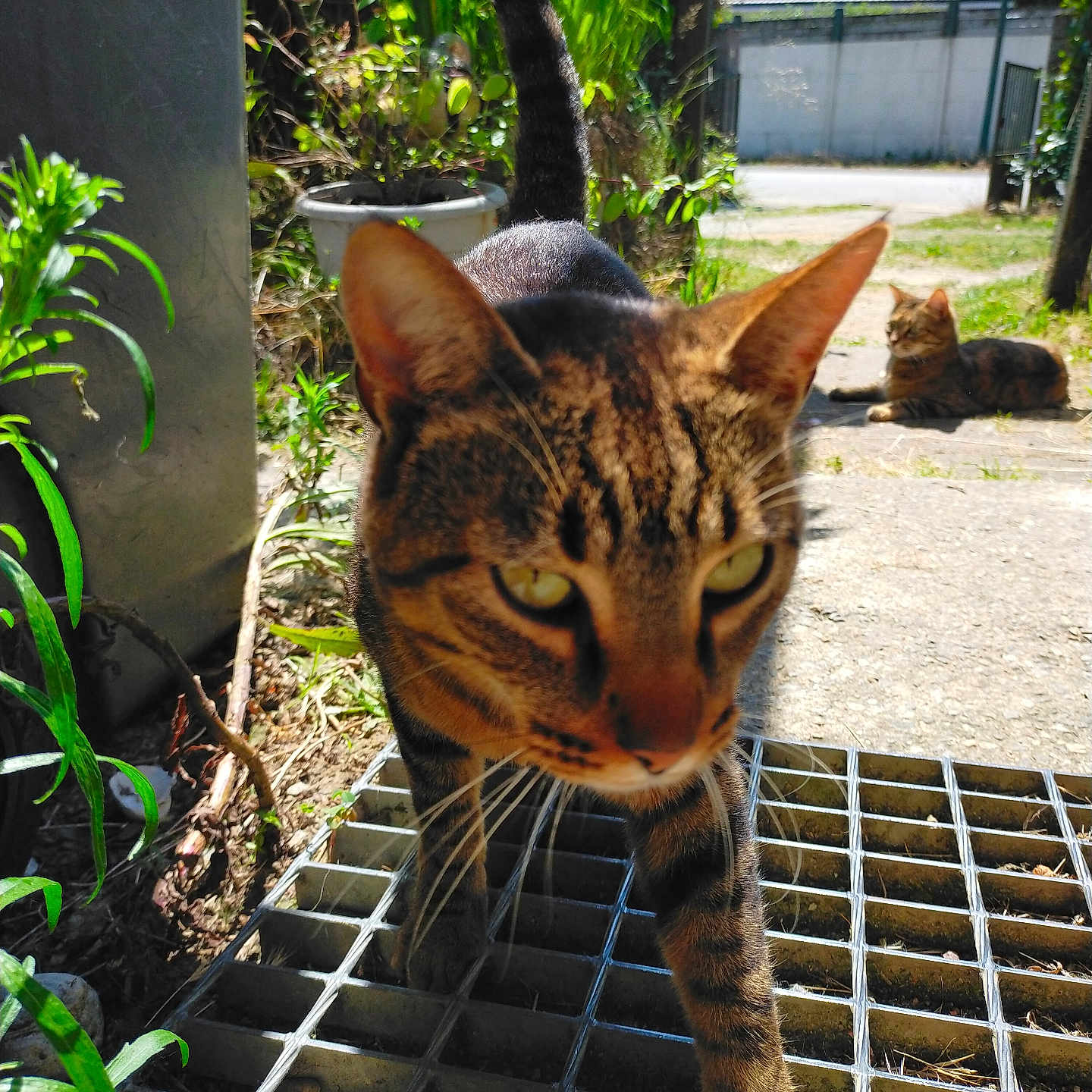 Savannah a rejoint le concours — aidez-le/la à gagner de superbes lots ! animal, architecture, backyard, building, cat, garden, grass, herbal, herbs, jar, nature, outdoors, plant, planter, pottedplant, pottery, shelter, vase, vegetation, yard