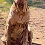 dog, large_dog, mastiff, canine, pet, outdoor, sitting, portrait, brown_coat, wrinkled_face, jowls, paws, claws, dirt, ground, sunlight, shadow, alert, ears, nose