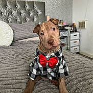 Pablo joined the competition — help win amazing prizes! bed, bedroom, blanket, brown_coat, collar, decor, dog, drawers, dresser, headboard, necklace, pet, pillow, plaid_shirt, plush_texture, portrait, puppy, red_bow, sitting, tilted_head