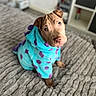 Pablo is registered to the contest to win money with this photo: attentive, bedroom, bedspread, blanket, costume, cozy, cute, dog, eyes, indoor, looking_up, nose, paw, portrait, puppy, purple_spots, robe, short_hair, turquoise, wrinkled_skin
