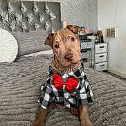 Pablo is registered to the contest to win money with this photo: dog, puppy, bed, blanket, plaid_shirt, red_bow, bow_tie, necklace, head_tilt, cute, indoor, bedroom, pillow, dresser, cozy, fur, paws, gaze, sitting, pet_accessory