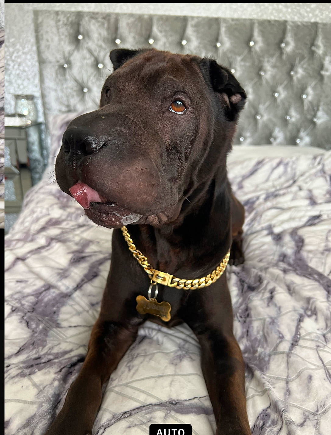 Tyson joined the competition — help win amazing prizes! canidae, carnivore, collar, companion_dog, dog, dog_breed, dog_collar, fashion_accessory, fawn, fur, guard_dog, leash, liver, molosser, pet_supply, snout, sporting_group, whiskers, working_animal, working_dog