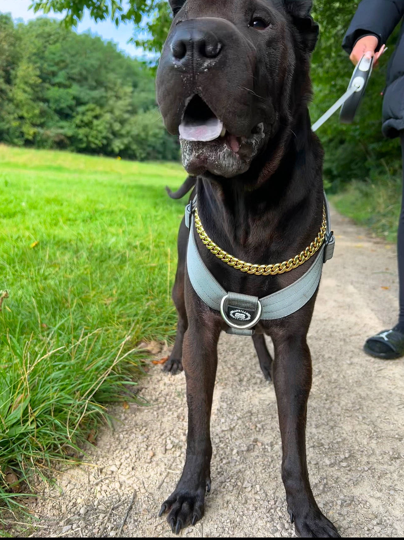 Tyson joined the competition — help win amazing prizes! bag, boot, canidae, carnivore, collar, companion_dog, dog, dog_breed, dog_collar, dog_supply, fawn, grass, leash, luggage_and_bags, pet_supply, plant, snout, tree, whiskers, working_animal