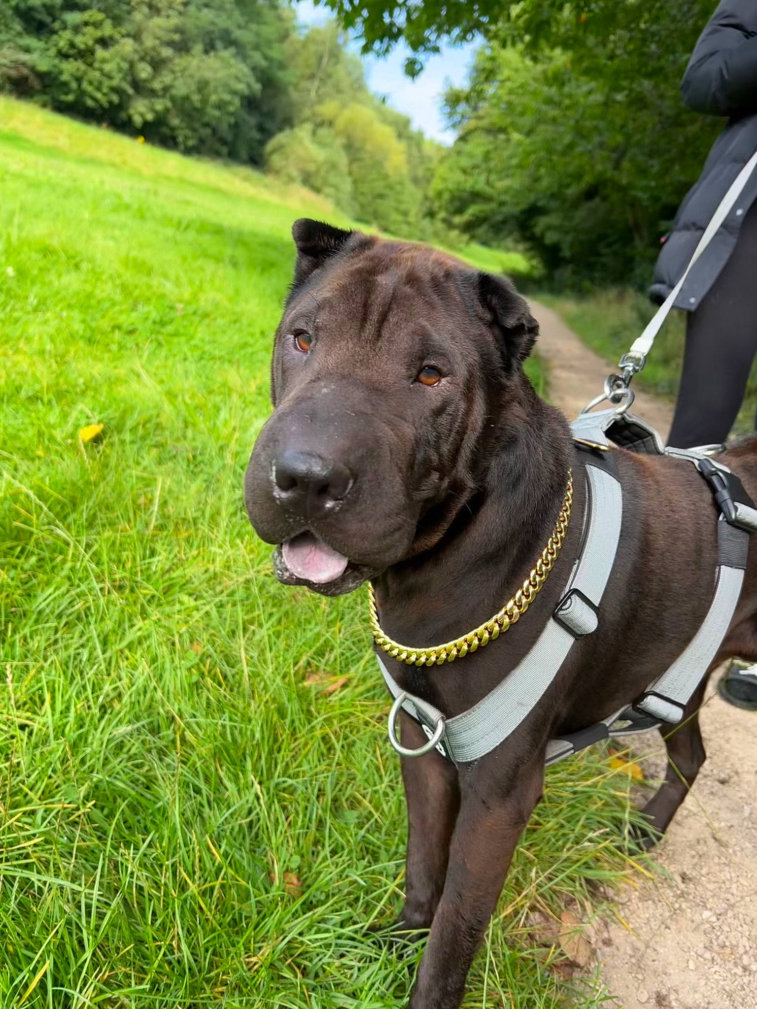 Tyson is registered to the contest to win money with this photo: canidae, carnivore, collar, companion_dog, dog, dog_breed, dog_collar, dog_supply, fashion_accessory, fawn, grass, leash, liver, pet_supply, plant, snout, sporting_group, tree, whiskers, working_animal