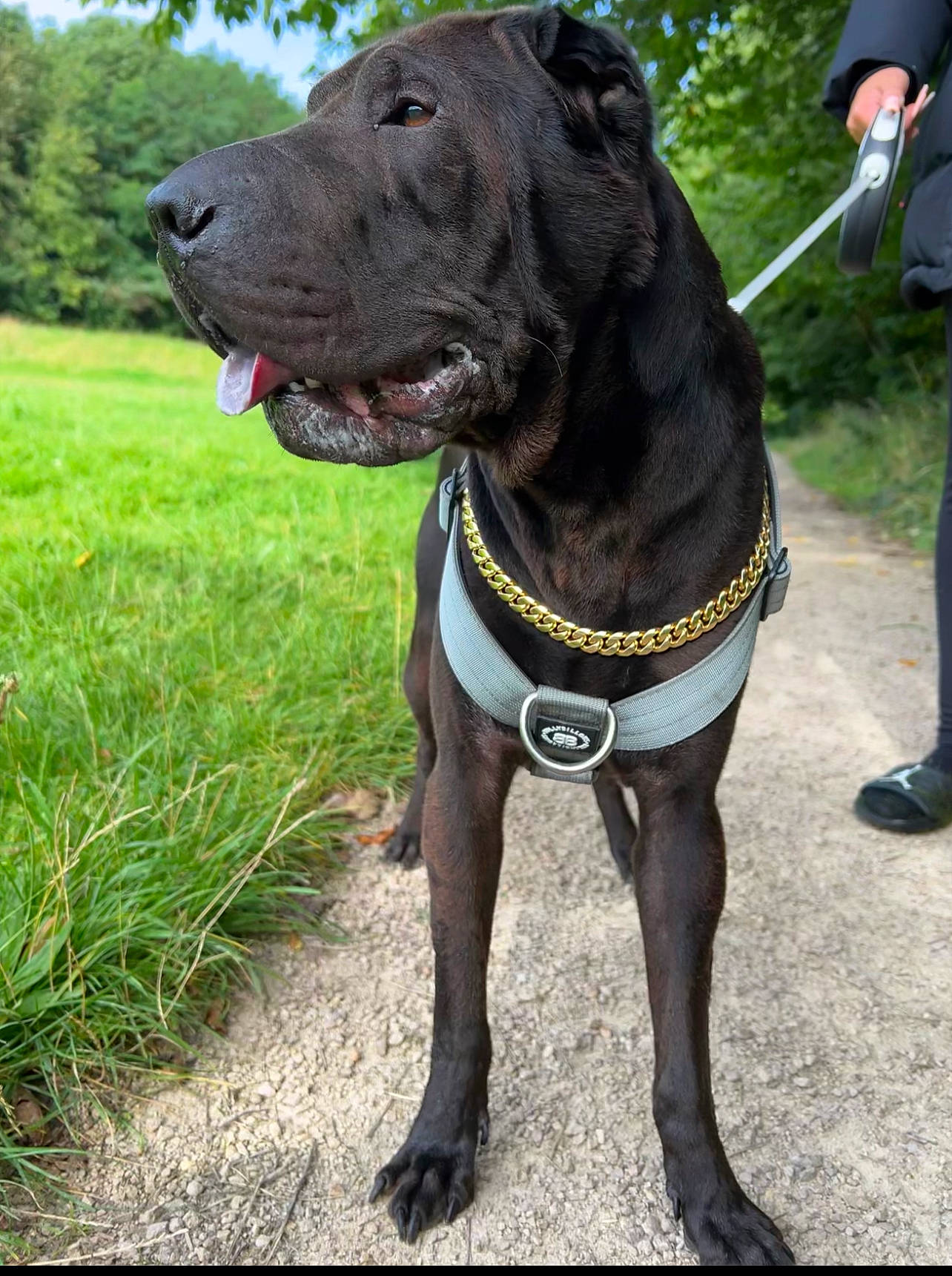 Tyson joined the competition — help win amazing prizes! borador, carnivore, collar, companion_dog, dog, dog_breed, dog_collar, dog_supply, fawn, guard_dog, gun_dog, leash, liver, pet_supply, plant, sneakers, tail, tree, whiskers, working_animal