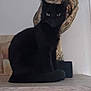 Kitty participe au concours pour gagner de l'argent avec cette photo : black_cat, cat, sitting, wooden_shelf, sculpture, face_sculpture, indoor, pet, animal, quiet, still_life, decor, feline, curious, statue, art, home, thinking_pose, shadow, wall