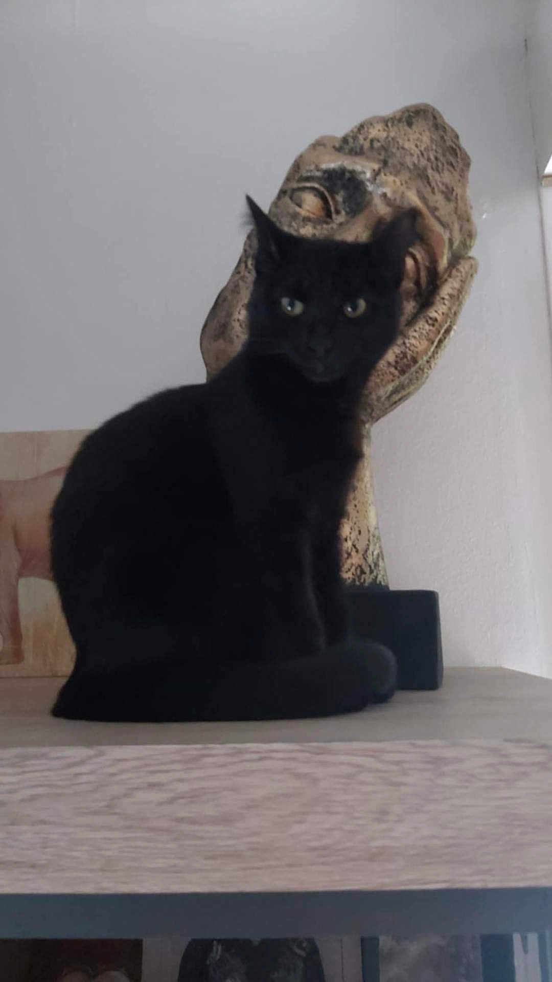 Kitty