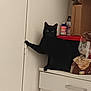 black_cat, black_fur, box, bread, cat, container, countertop, cupboard, drawer, eyes, household, indoor, kitchen, paw, pet, plastic_bag, portrait, shelf, sitting, staring
