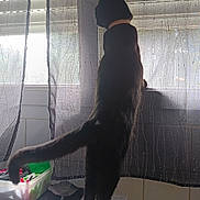 Kitty participe au concours pour gagner de l'argent avec cette photo : black_cat, cat, pet, window, curtains, indoor, domestic_animal, tail, feline, looking_out, white_surface, sunlight, blinds, household, curiosity, standing, side_view, shadow, collar, quiet_moment