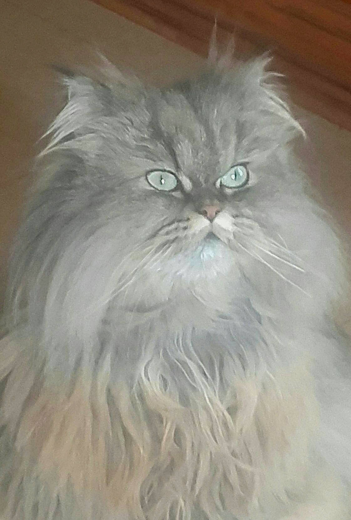 Jolly participe au concours pour gagner de l'argent avec cette photo : art, british_longhair, carnivore, cat, felidae, fur, painting, persian, small_to_medium_sized_cats, snout, tail, whiskers