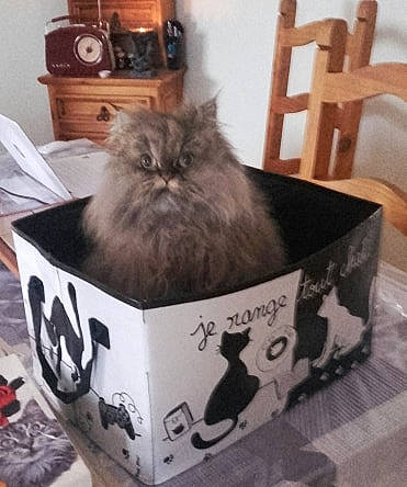 Jolly a rejoint le concours — aidez-le/la à gagner de superbes lots ! bag, baggage, box, british_longhair, cabinetry, carnivore, cat, chair, comfort_food, felidae, fur, grey, hardwood, packaging_and_labeling, small_to_medium_sized_cats, terrestrial_animal, whiskers, wood