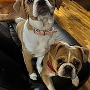 Lainey And Smoosh is registered to the contest to win money with this photo: dog, puppy, two_dogs, close_up, collar, pink_collar, red_collar, white_markings, tan_coat, leather_sofa, hardwood_floor, indoor, sitting, looking_up, big_eyes, muzzle, paw, pet, adorable, mixed_breed