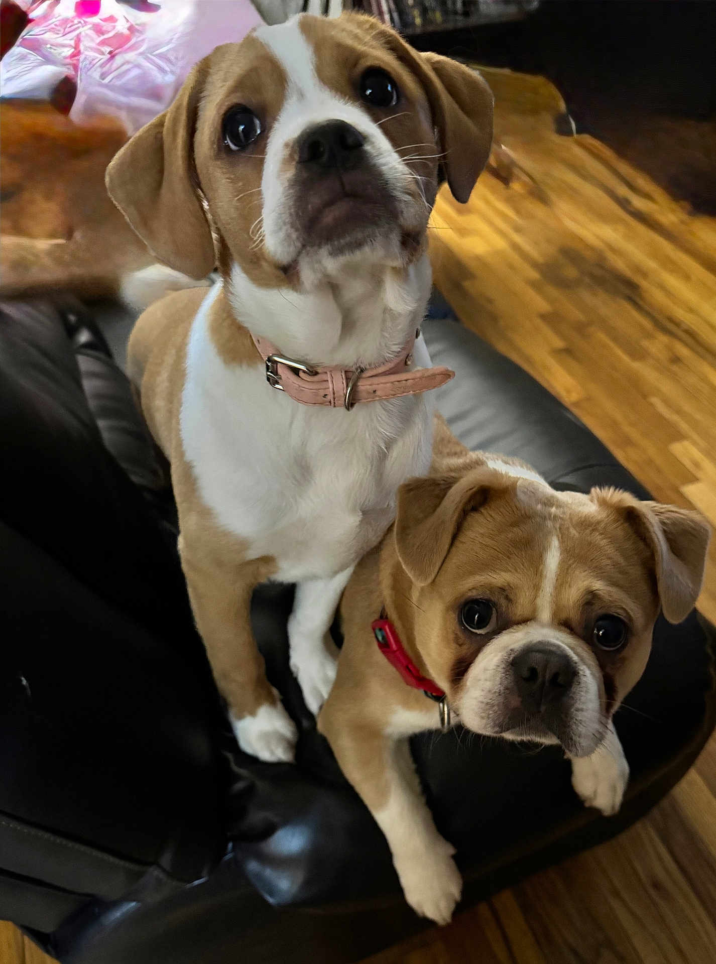 Lainey And Smoosh is registered to the contest to win money with this photo: dog, puppy, two_dogs, close_up, collar, pink_collar, red_collar, white_markings, tan_coat, leather_sofa, hardwood_floor, indoor, sitting, looking_up, big_eyes, muzzle, paw, pet, adorable, mixed_breed