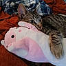 Simba is registered to the contest to win money with this photo: cat, tabby, plush_toy, pink, white, blanket, orange_blanket, blue_blanket, striped, paw, indoor, cozy, cute, pet, animal, soft_toy, resting, fur, close_up, relaxing