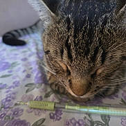 Simba joined the competition — help win amazing prizes! cat, tabby, close_up, sleeping, pen, floral_pattern, table, fur, whiskers, domestic_animal, resting, animal, pet, indoor, soft_light, blurred_background, cute, peaceful, brown, striped