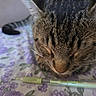 cat, tabby, close_up, sleeping, pen, floral_pattern, table, fur, whiskers, domestic_animal, resting, animal, pet, indoor, soft_light, blurred_background, cute, peaceful, brown, striped