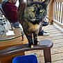 animal, cat, chair, close_up, curious, daylight, furniture, glass_table, man, outdoor, person, pet, porch, recycling_bin, relaxed, shoe, sitting, table, tortoiseshell_cat, wooden_deck