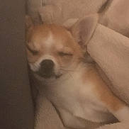 Mimi joined the competition — help win amazing prizes! blanket, chihuahua, closeup, cozy, cuddled, dog, ear, fur, indoors, muzzle, nose, pet, portrait, resting, sleeping, sleepy, small_dog, soft_texture, tan_coat, white_belly