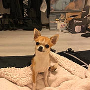 Mimi is registered to the contest to win money with this photo: dog, chihuahua, pet, blanket, blanket_texture, indoor, wood_floor, flooring, coat_rack, clothing, storage_box, plastic_container, stuffed_animal, cardboard_box, shelf, shoes, small_dog, sitting, looking_at_camera, cute