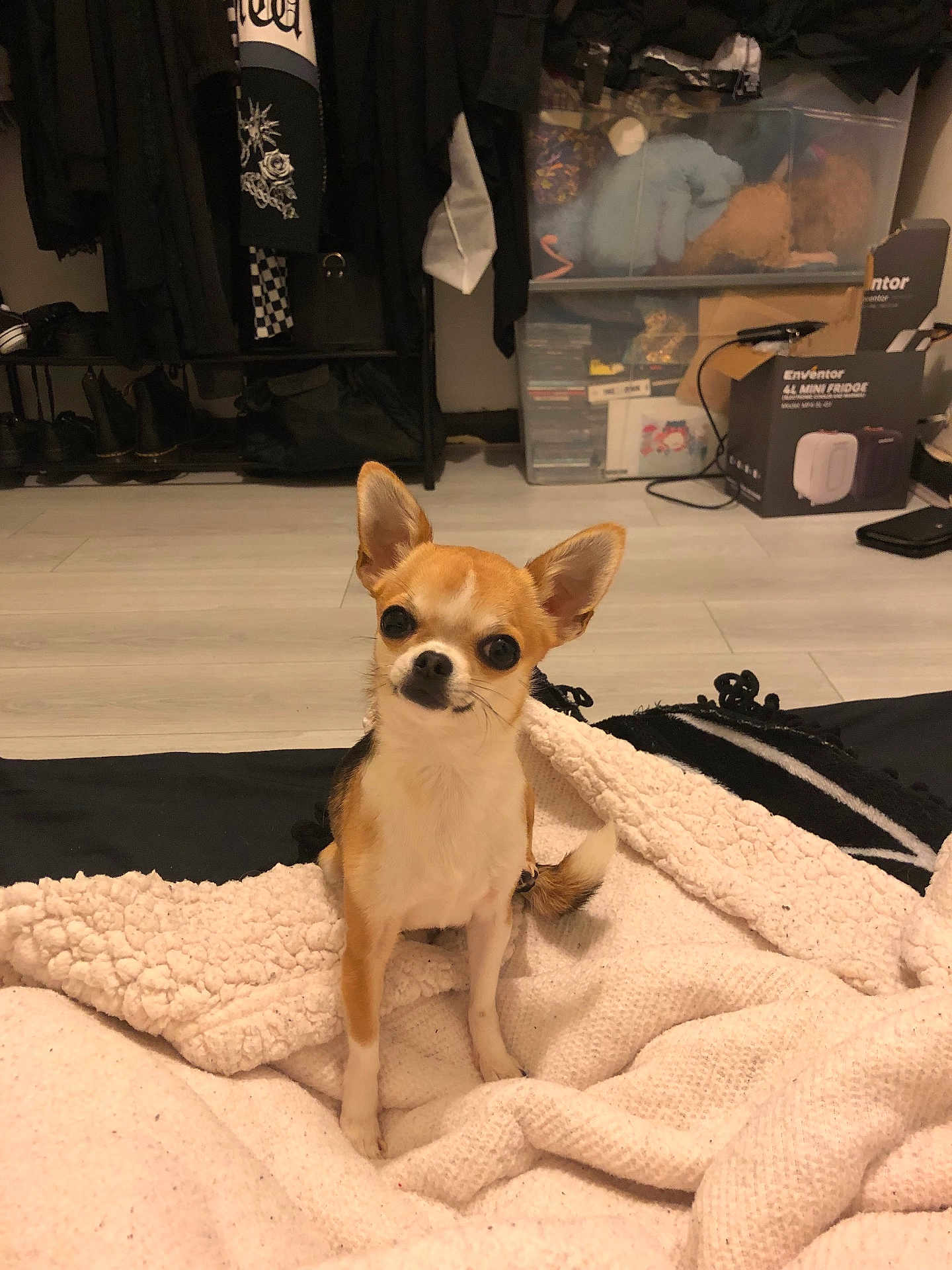 Mimi is registered to the contest to win money with this photo: dog, chihuahua, pet, blanket, blanket_texture, indoor, wood_floor, flooring, coat_rack, clothing, storage_box, plastic_container, stuffed_animal, cardboard_box, shelf, shoes, small_dog, sitting, looking_at_camera, cute