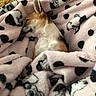 Mimi is registered to the contest to win money with this photo: blanket, canine, chihuahua, close_up, cozy, dog, ear, fur, indoor, nap, pattern, pet, pink_blanket, plush, polka_dot, puppy, resting, sleeping, small_dog, soft_texture