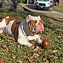 animal, ball, brown, bulldog, closeup, daytime, dog, grass, laying_down, leaves, nature, outdoor, pet, portrait, suburb, sunlight, toy, tree, vehicle, white