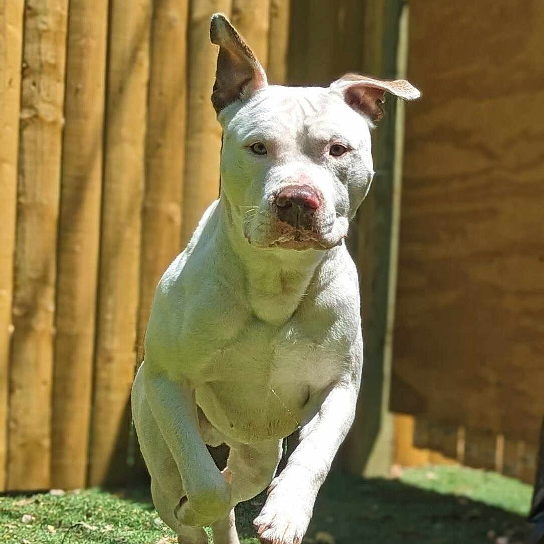 Blitz joined the competition — help win amazing prizes! active, animal, canine, daylight, dog, ears, energetic, fence, focused, grass, leaping, nature, outdoor, pet, playful, running, summer, sunlight, white_dog, yard