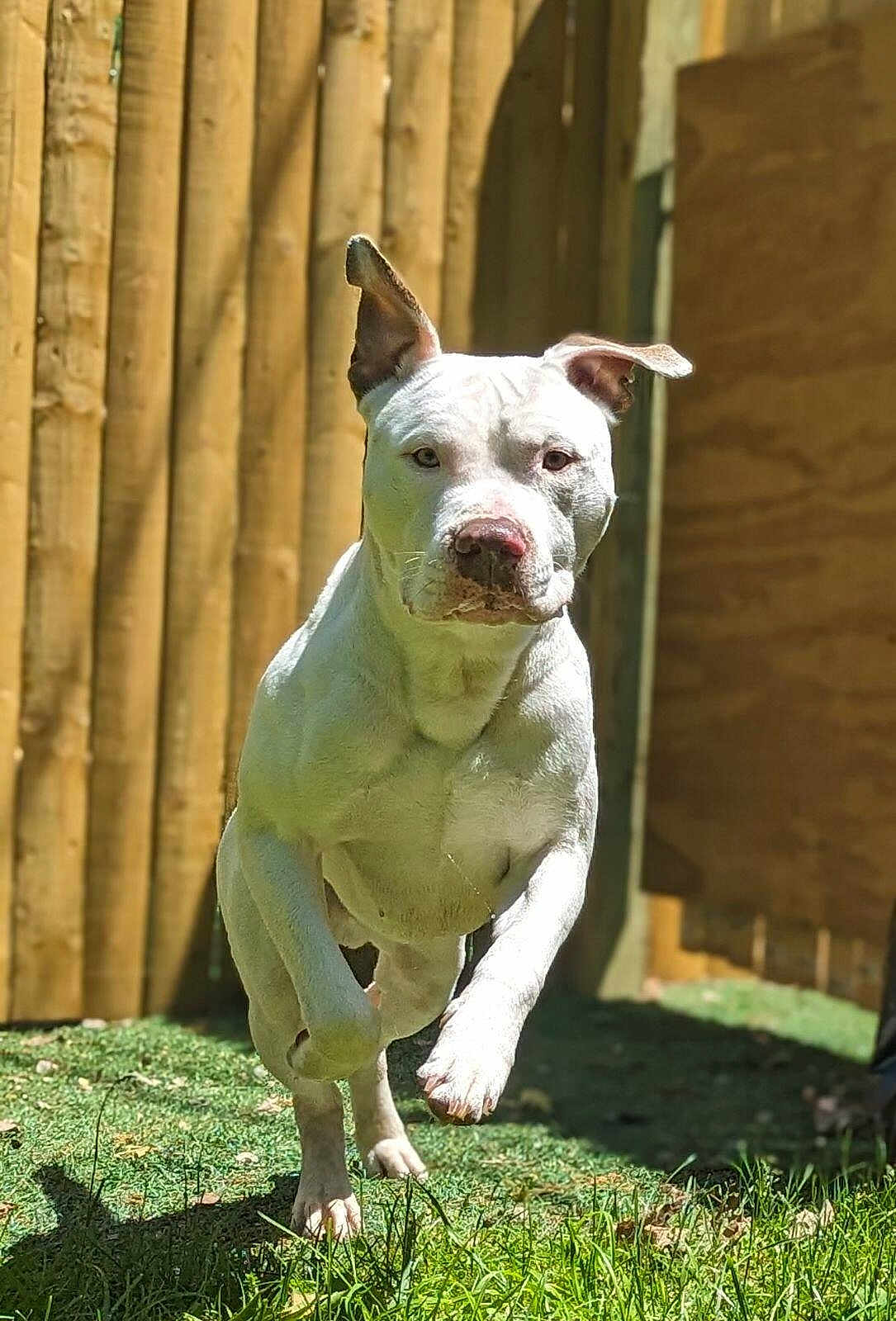 Blitz joined the competition — help win amazing prizes! dog, white_dog, running, leaping, outdoor, grass, sunlight, fence, pet, animal, ears, focused, playful, active, nature, daylight, canine, energetic, yard, summer