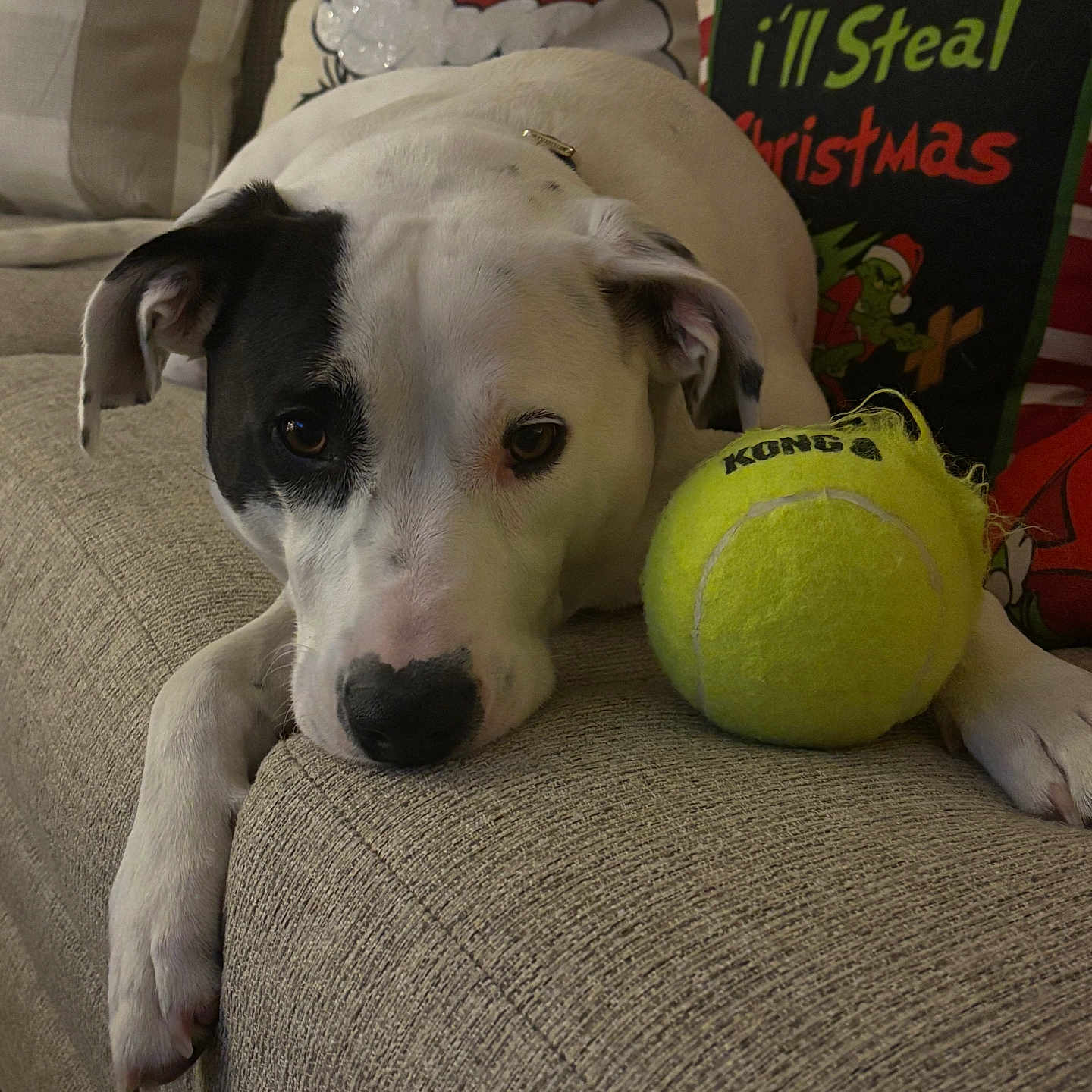 Jordan joined the competition — help win amazing prizes! animal, ball, canine, couch, cushion, dog, football, furniture, homedecor, hound, pet, pointer, puppy, racket, soccer, sphere, sport, tennis, tennisball, tennisracket