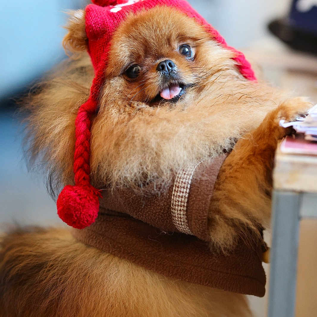 Stefania a rejoint le concours — aidez-le/la à gagner de superbes lots ! affenpinscher, animal, bodypart, canine, cap, chow, clothing, cockerspaniel, dog, face, fur, hat, head, mouth, person, pet, photography, portrait, puppy, terrier