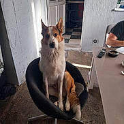 Rio a rejoint le concours — aidez-le/la à gagner de superbes lots ! dog, chair, indoor, white_wall, door, kitchen, flooring, remote_control, ashtray, table, furniture, pet, canine, brown_and_white, looking_at_camera, swivel_chair, floor, light_and_shadow, home_interior, person_partial