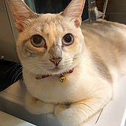 Vaiana a rejoint le concours — aidez-le/la à gagner de superbes lots ! animal, bell, blue_eyes, cat, close_up, collar, cream_colored, curious, domestic_animal, ears, face, feline, fur, household, indoor, mammal, pet, portrait, resting, whiskers