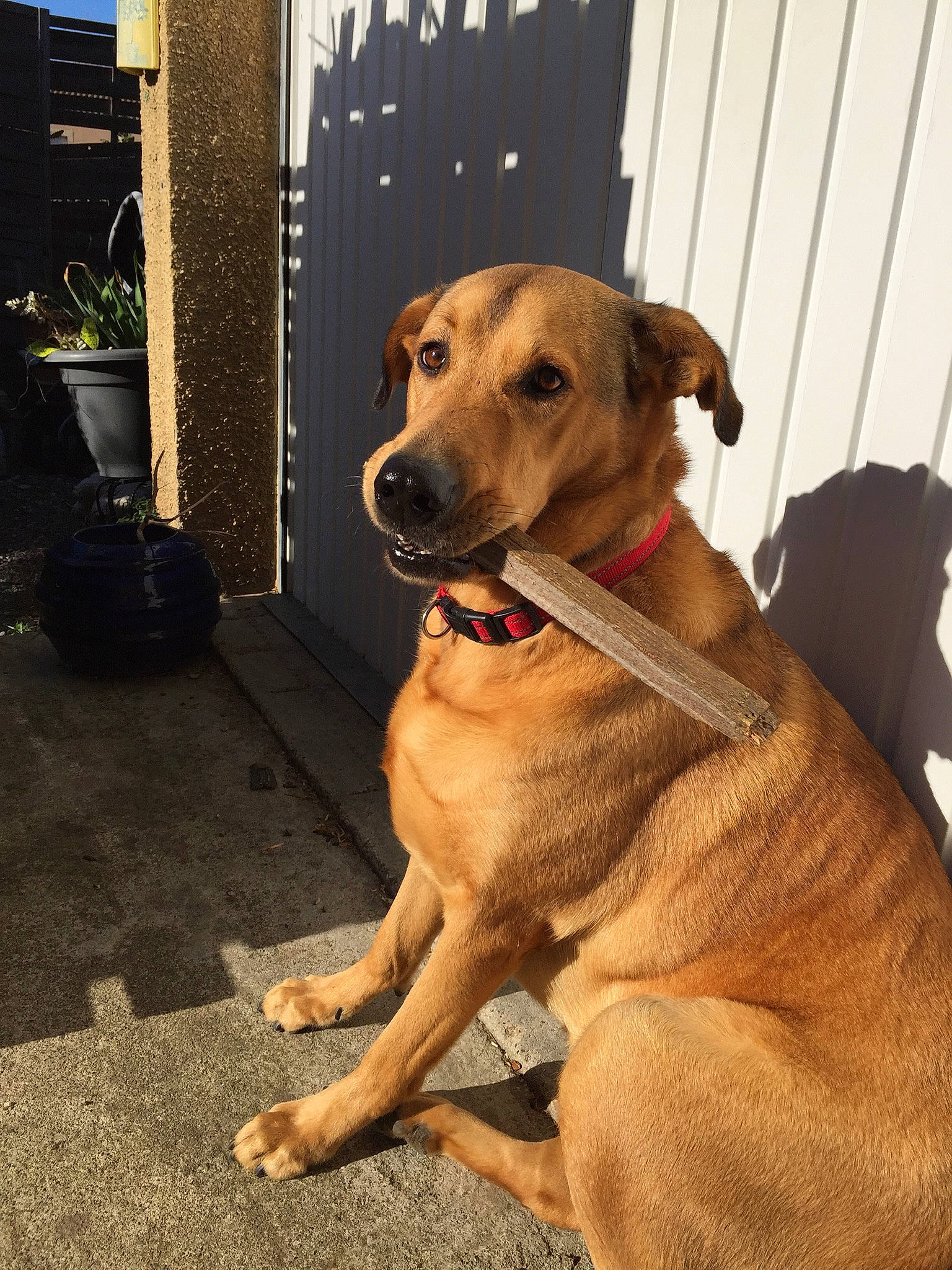 Maika participe au concours pour gagner de l'argent avec cette photo : canidae, carnivore, collar, companion_dog, dog, dog_breed, dog_collar, fawn, flooring, flowerpot, gun_dog, houseplant, luggage_and_bags, pet_supply, plant, snout, sporting_group, tail, whiskers, working_animal