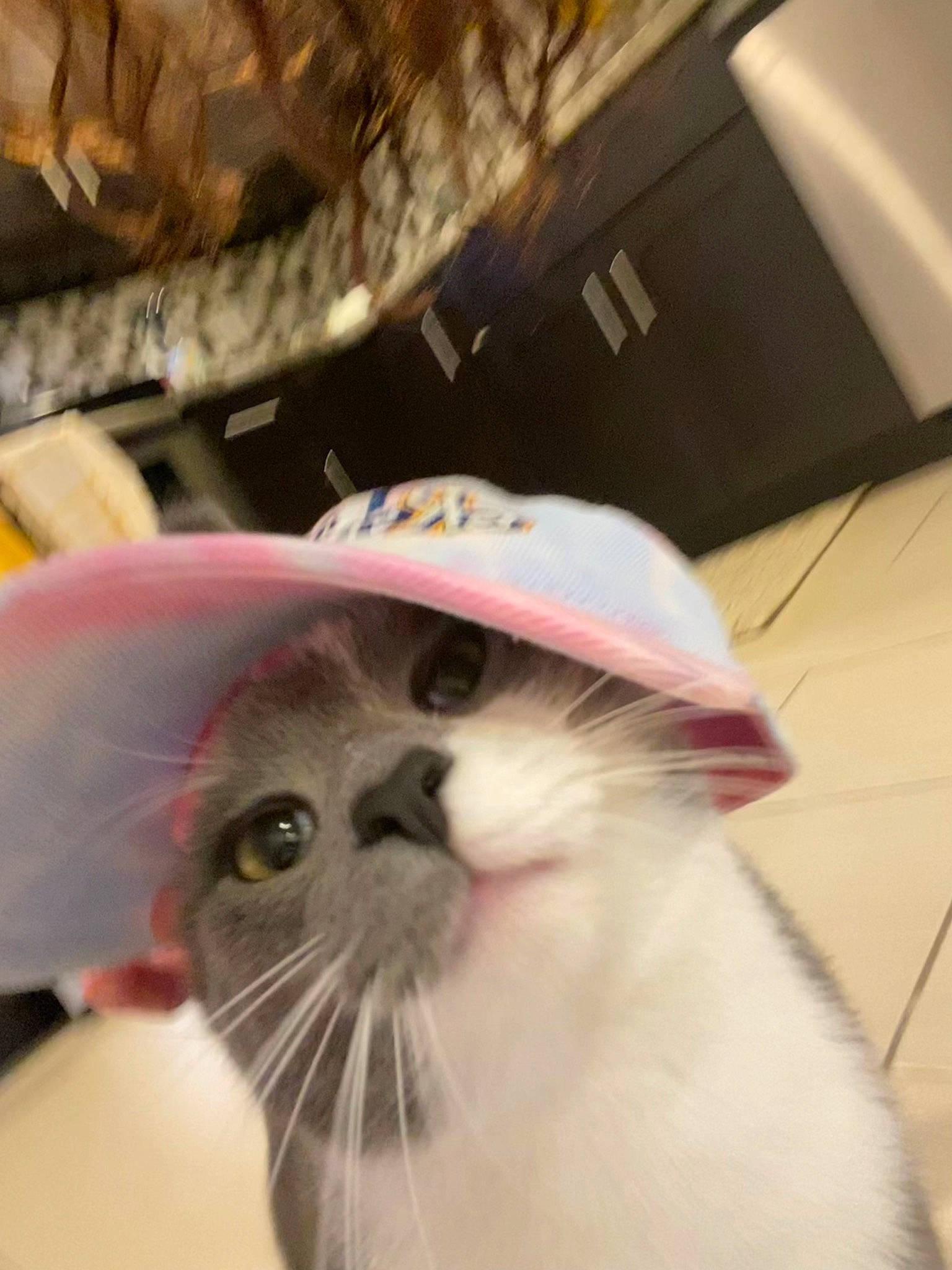 Beans is registered to the contest to win money with this photo: carnivore, cat, domestic_short_haired_cat, fawn, felidae, formal_wear, fur, small_to_medium_sized_cats, snout, whiskers