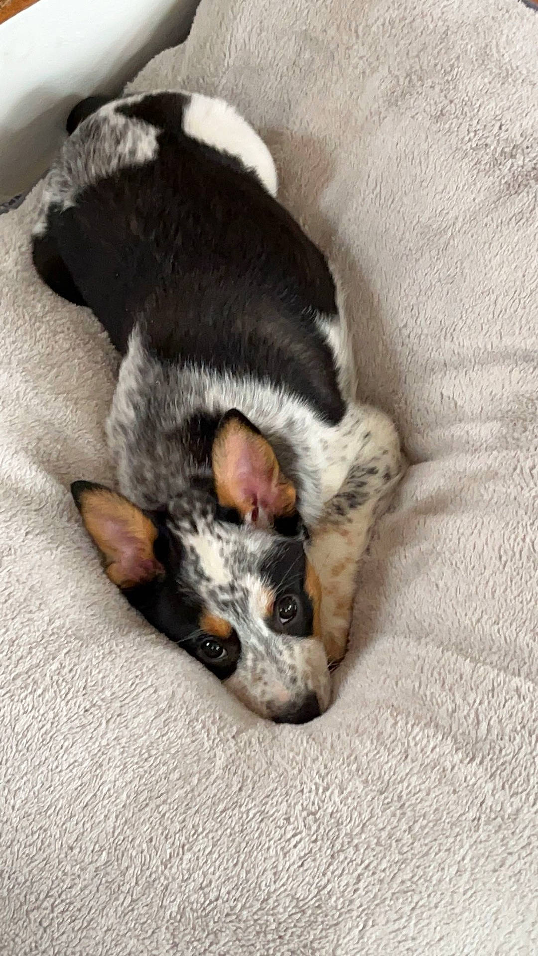 Bella