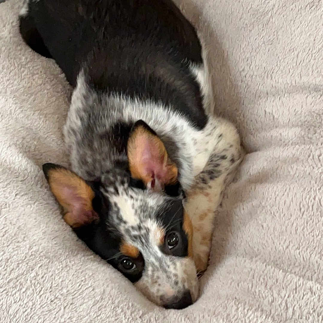 Bella