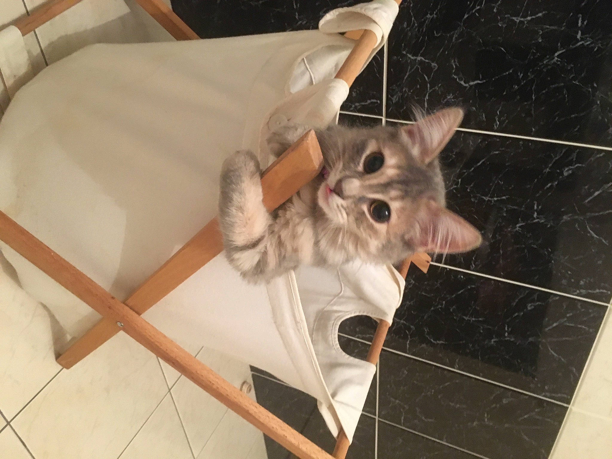 Poupette a rejoint le concours — aidez-le/la à gagner de superbes lots ! animal_shelter, carnivore, cat, chair, comfort, couch, domestic_short_haired_cat, felidae, fur, pet_supply, small_to_medium_sized_cats, tail, whiskers, wood