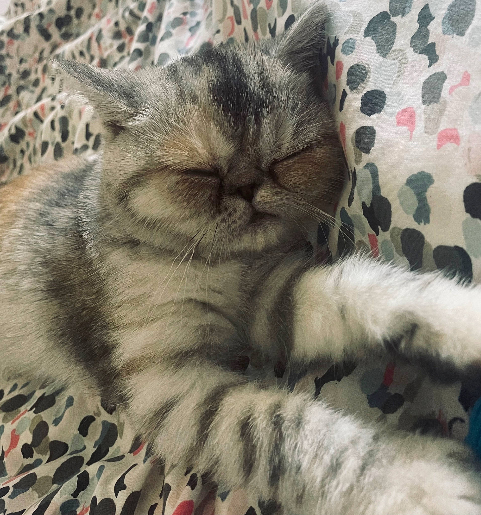 Uistiti a rejoint le concours — aidez-le/la à gagner de superbes lots ! carnivore, cat, claw, comfort, domestic_short_haired_cat, eye, fawn, felidae, fur, grey, nap, pattern, paw, plant, sleep, small_to_medium_sized_cats, snout, tail, whiskers