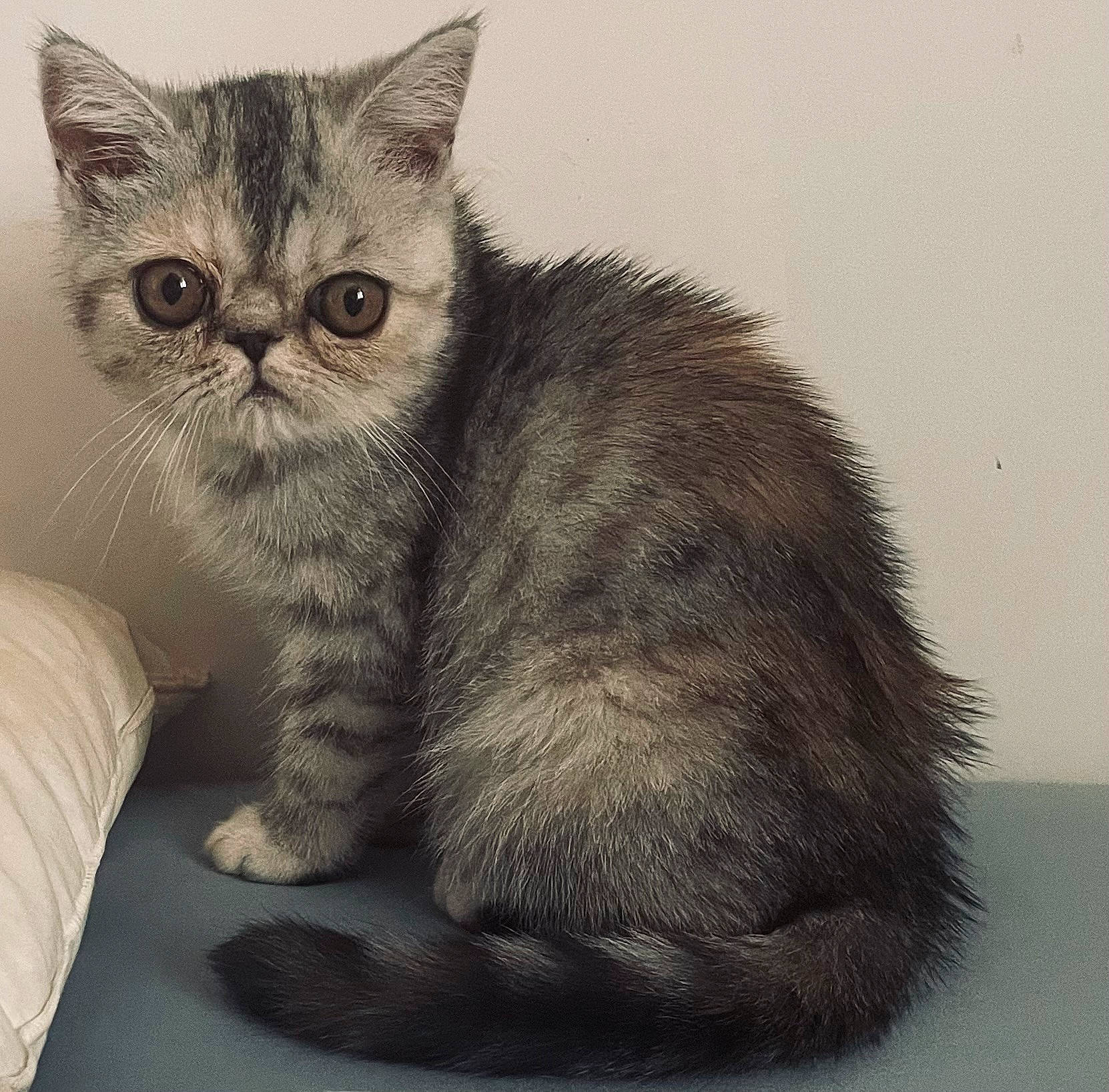 Uistiti participe au concours pour gagner de l'argent avec cette photo : carnivore, cat, claw, comfort, domestic_short_haired_cat, felidae, fur, paw, sitting, small_to_medium_sized_cats, snout, tail, terrestrial_animal, whiskers