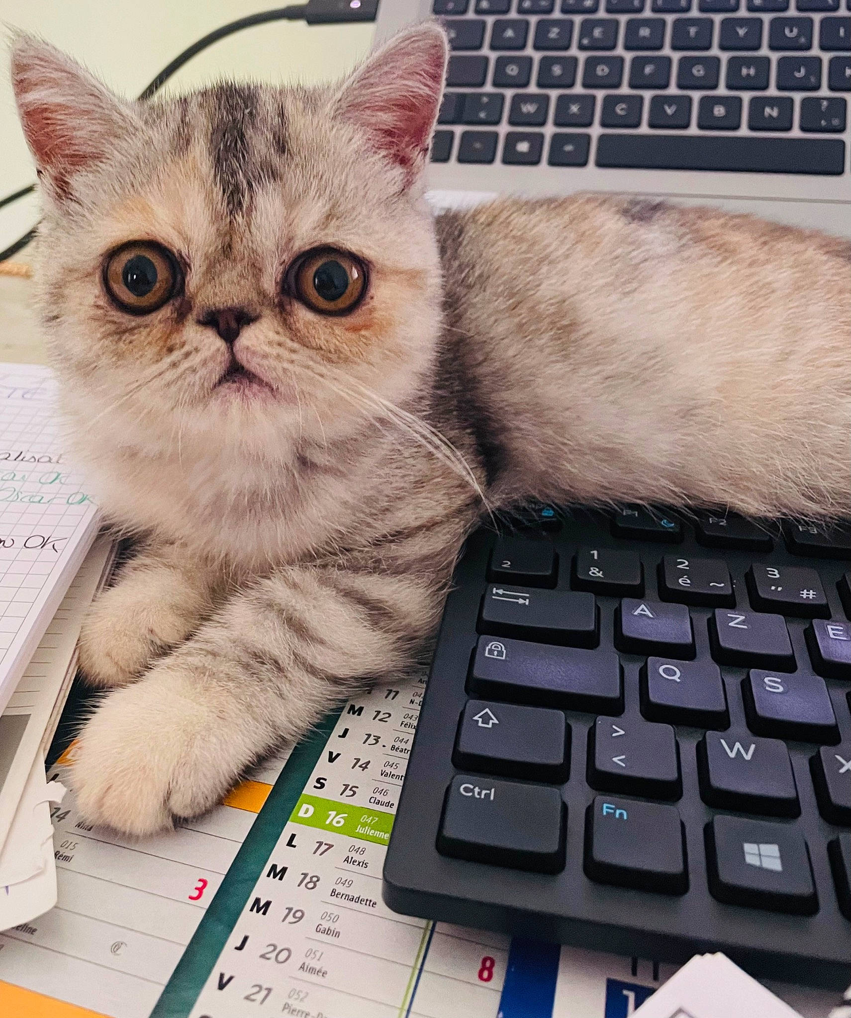 Uistiti participe au concours pour gagner de l'argent avec cette photo : carnivore, cat, comfort, domestic_short_haired_cat, felidae, fur, gadget, input_device, laptop, netbook, office_equipment, output_device, paw, peripheral, photo_caption, small_to_medium_sized_cats, snout, space_bar, touchpad, whiskers