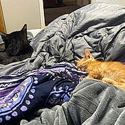 Simba is registered to the contest to win money with this photo: cat, kitten, black_cat, orange_kitten, bed, blanket, duvet, comforter, bedding, patterned_blanket, sleeping, cozy, indoor, bedroom, dresser, wooden_drawer, fur, pets, nap, soft_texture