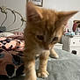 Simba joined the competition — help win amazing prizes! cat, kitten, orange_tabby, blurry, out_of_focus, bed, blanket, patterned_bedding, paws, indoor, bedroom, headboard, wall_art, picture_frame, nightstand, dresser, decor, soft_texture, furniture, pet
