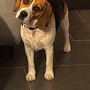 Viko participe au concours pour gagner de l'argent avec cette photo : beagle, dog, pet, indoor, tiled_floor, collar, id_tag, paws, floppy_ears, brown_and_white, black_patch, couch, curious, head_tilt, portrait, standing, living_room, shallow_depth_of_field, gaze, domestic_animal