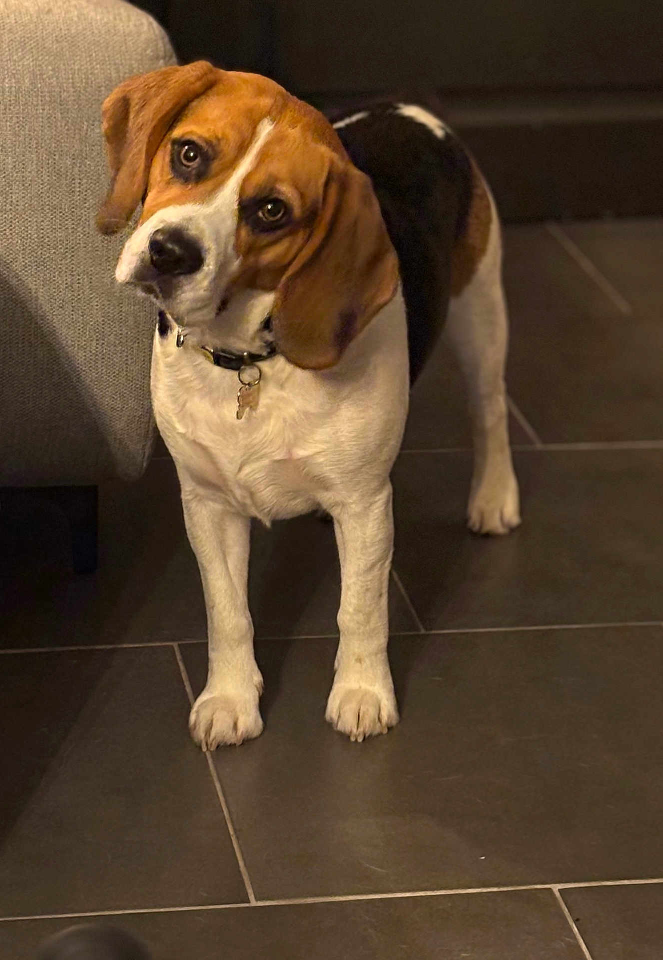 Viko participe au concours pour gagner de l'argent avec cette photo : beagle, dog, pet, indoor, tiled_floor, collar, id_tag, paws, floppy_ears, brown_and_white, black_patch, couch, curious, head_tilt, portrait, standing, living_room, shallow_depth_of_field, gaze, domestic_animal